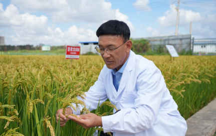 黑土地上的 “米香匠人” 凌凤楼：38 年深耕水稻育种育出吉农大 667 优质稻