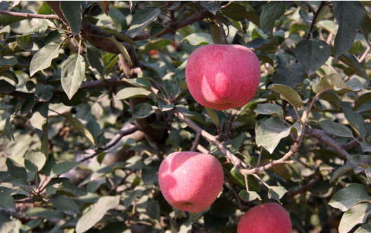 苹果树越冬管理技巧:确保来年丰收的关键措施