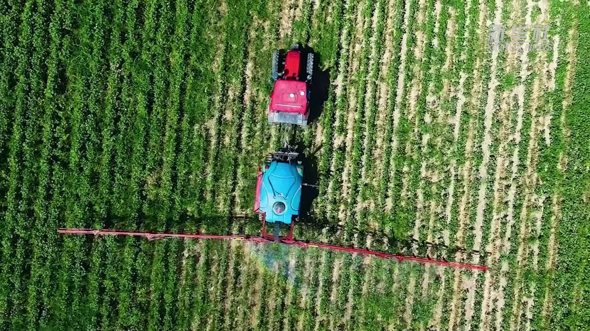 田野上的中国温度:上合国家农田里的丰收与希望