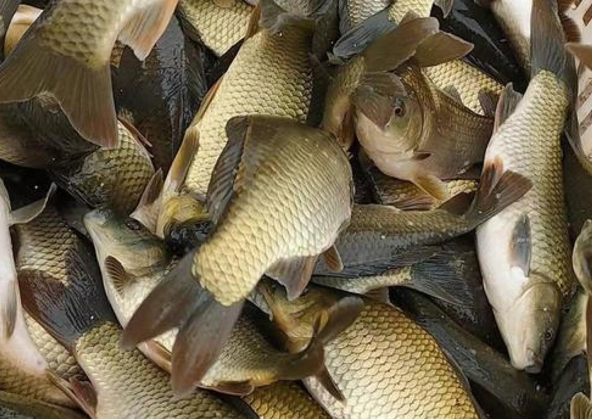 沙沟镇黄金鲫鱼养殖技术推广:亩产 1500 斤助渔民亩赚超万元