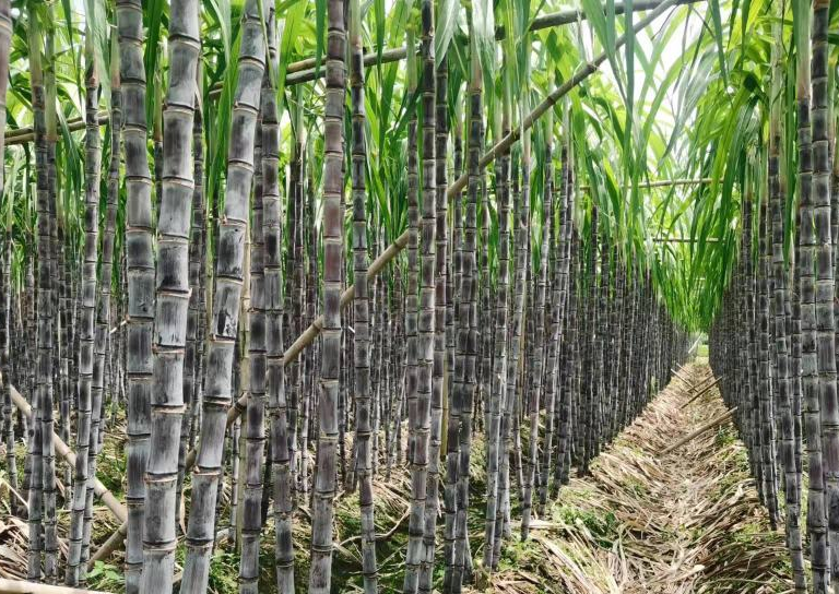 黑皮甘蔗为何成广西农业黑马？种植面积 120 万亩 + 价格高 30% 揭秘