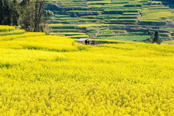 淮河以北秋种油菜,这些品种值得选