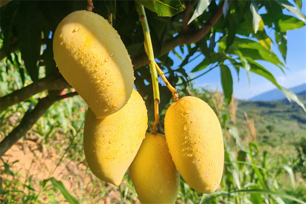 从种到收!手把手教你种出又大又甜的芒果