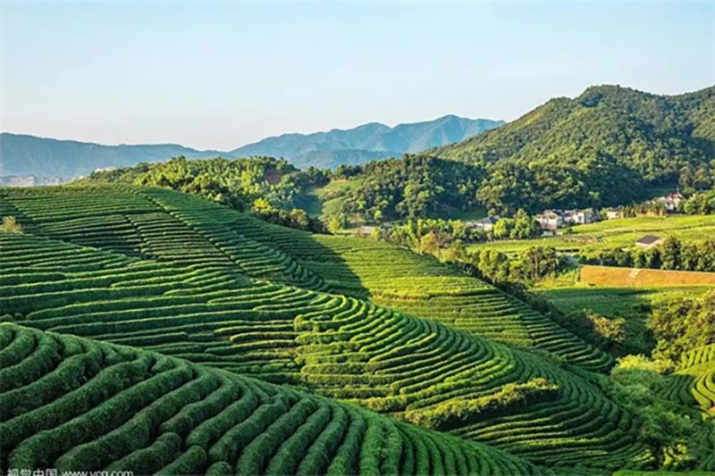 “浙茶出海”再发力!十条新政出台,2027年出口额要冲5亿美元