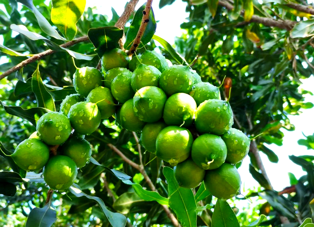 镇康坚果节:小坚果撬动乡村振兴大产业