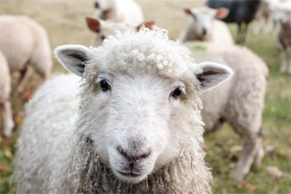 养羊入门必看：手把手教你做好营养搭配、圈舍管理，打好养殖基础