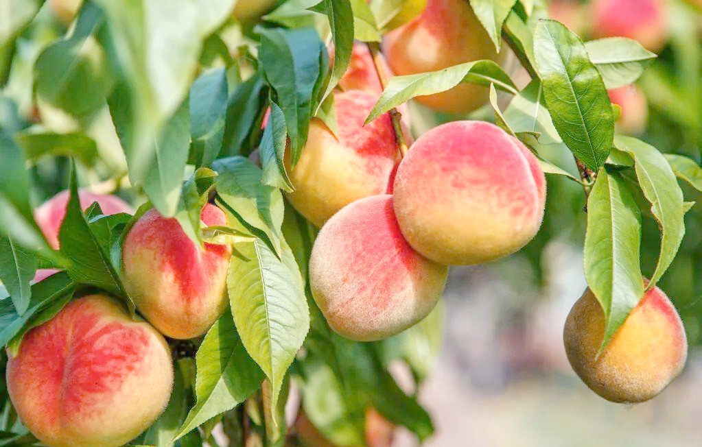 桃树种植并不难!掌握这些技巧,丰收其实很简单