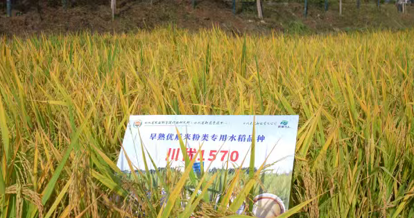 四川这碗米凉面背后,藏着一粒“早熟稻”的野心