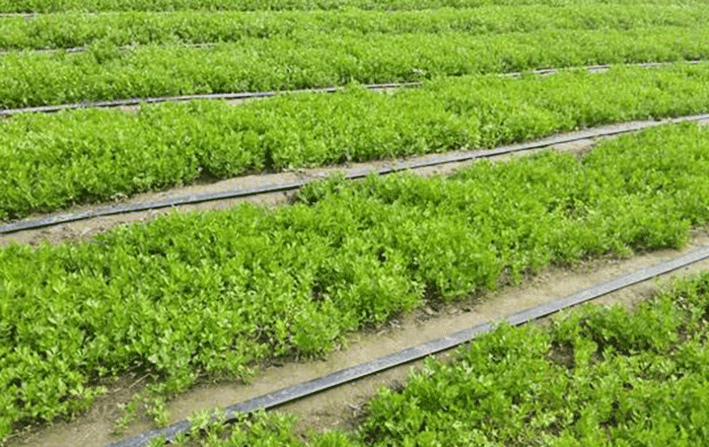 白芹菜栽培与种植技术全攻略：春秋种植时间、种子处理及定植管理要点详解