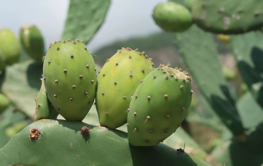 秋风里结满甜香的甘孜：仙桃、花椒与李子的丰收密码