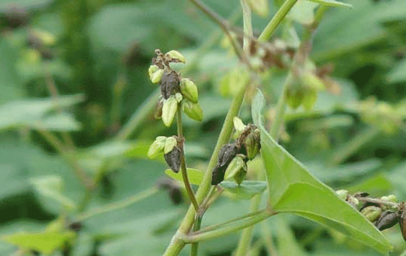 荞麦种植全流程：南北地区春播夏播秋播时间、种子处理及播种方法指南