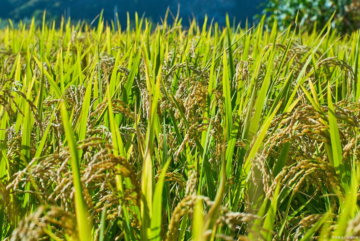 2025年水稻“一喷多促”技术意见