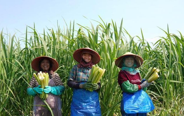 吉林盐碱地逆袭：茭白小龙虾错峰上市，亩均收益翻三倍的秘密