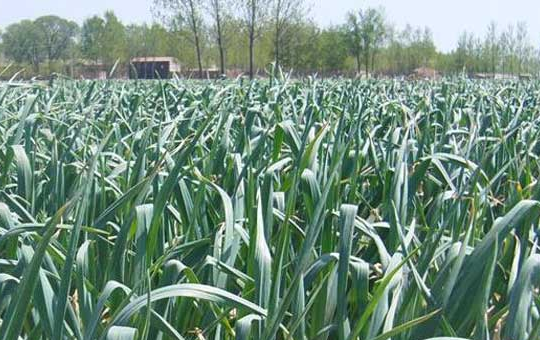 大蒜最晚几月份种?种植时间与方法详解