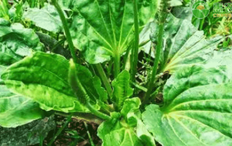 车前子怎么种？从春秋播种时间、直播育苗方式到水肥管理技术大全