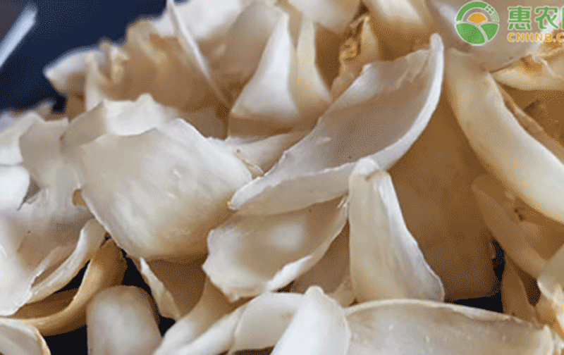 食用百合种植技术与栽培管理全指南：春秋种植时间、三种繁殖方法及病害防治要点详解