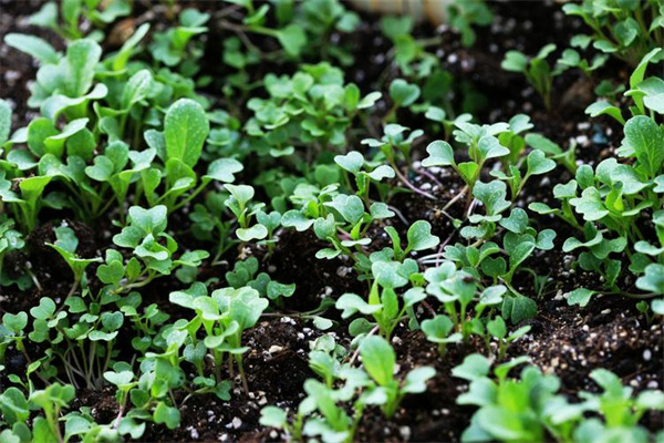 油菜想高产?育苗是关键!记住这“四要”,壮苗轻松有