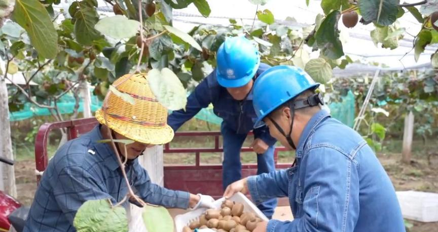 金秋九月：特色农业助力乡村振兴新图景
