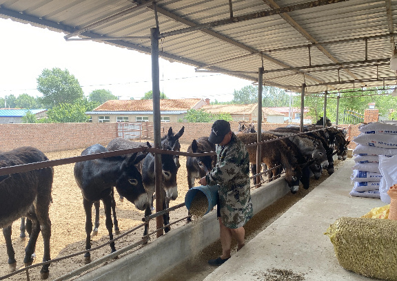 通辽市库伦旗探索多元养殖路 生态养殖既护环境又让村民腰包鼓