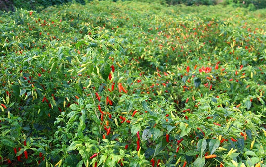 2025 辣椒播种提醒:华南防低温、华北防倒春寒 + 五大产区最佳时间详解