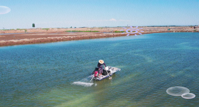 盐碱地上的丰收奇迹：新疆南美白对虾养殖的成功实践