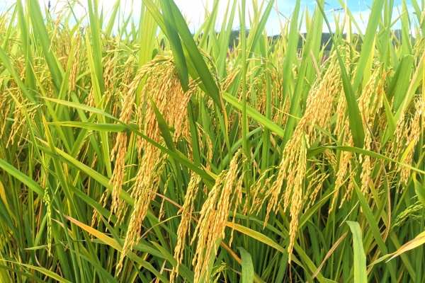 稻米市场八月观察：供应充足价格稳中偏弱，九月迎新考验