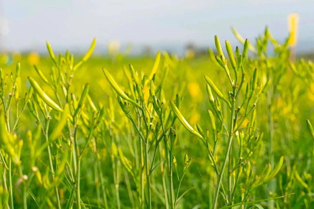 大同特优农产品亮相苏州,开启市场拓展新征程