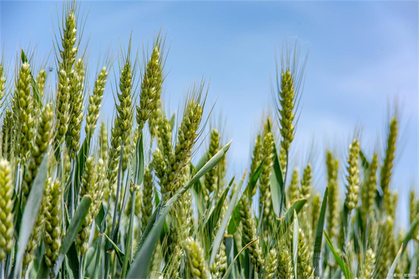 5步搞定小麦高产,亩产1400斤就这么简单