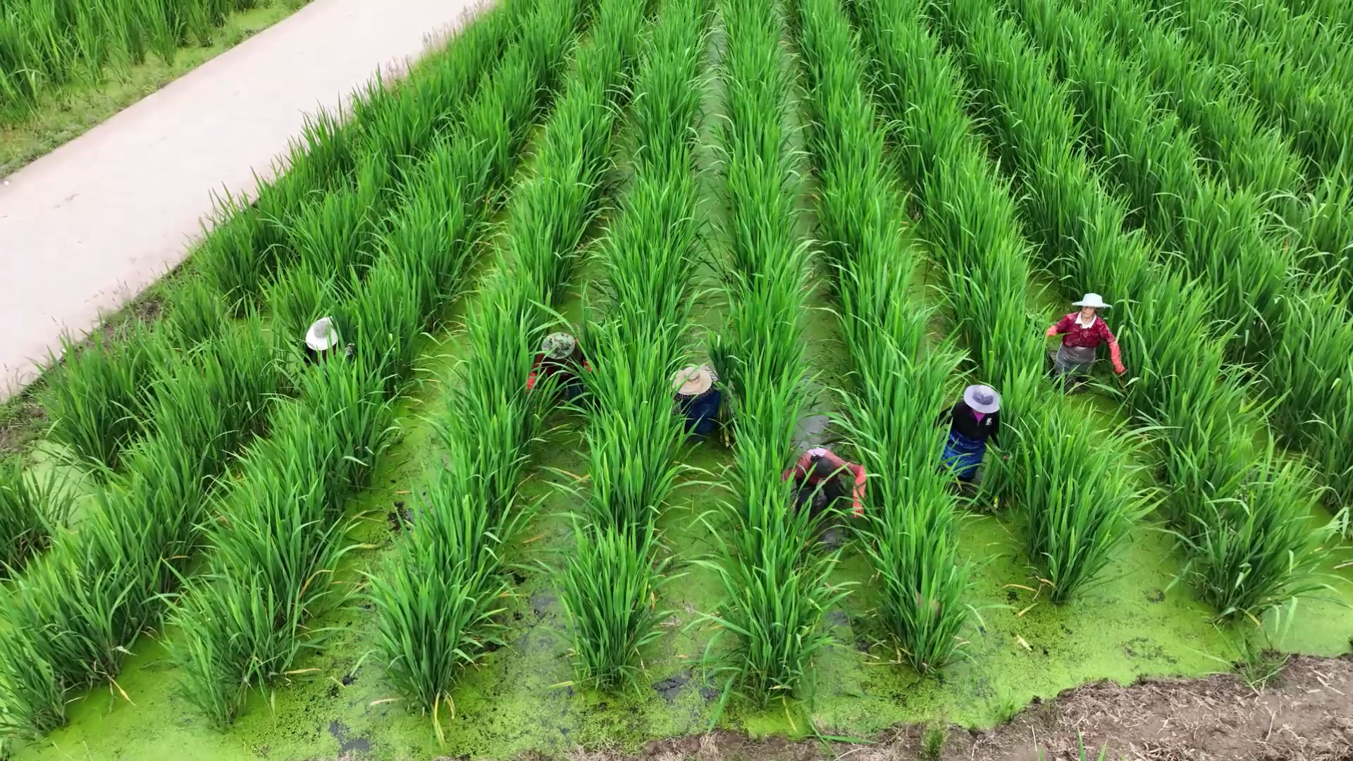 白露时节，吉林盐碱地&ldquo;变废为宝&rdquo;有妙招