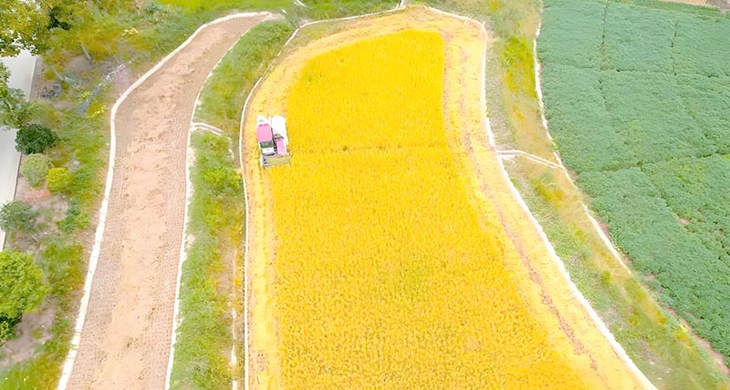 四川南江：农机穿梭稻浪间 订单农业促增收