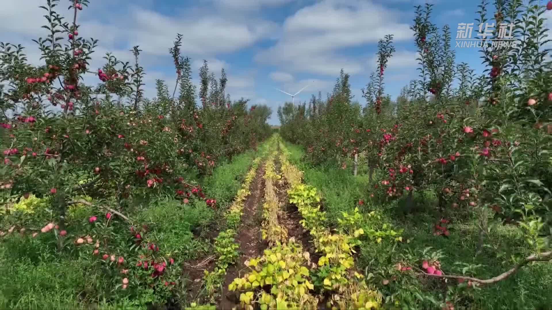 内蒙古突泉县:40年荒山变“金山”,林果产业蓬勃发展带动村民增收致富