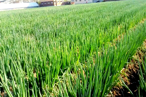 掌握5大关键技术,种出又高又白的丰收葱