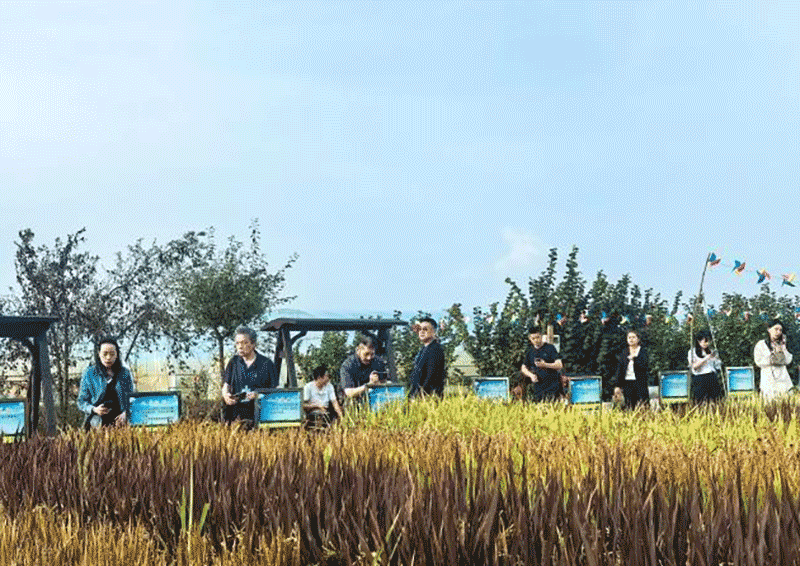 吉林智慧农业：科学管理 + 订单保障，亩产突破 6000 公斤创高收益