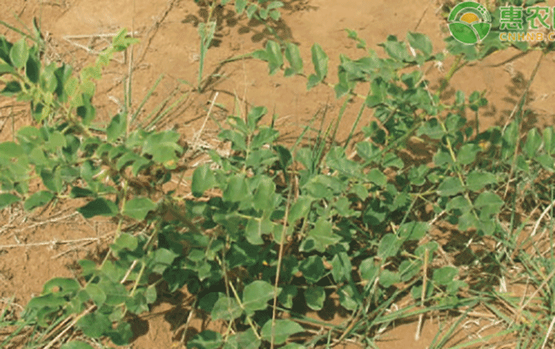 甘草高效种植技术：种子处理技巧、夏季播种时间、田间管理及病虫害防治要点详解