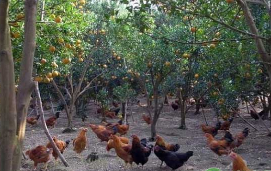 林下养鸡的鸡窝怎么搭？老养殖户说：这几个“土办法”比图纸还管用