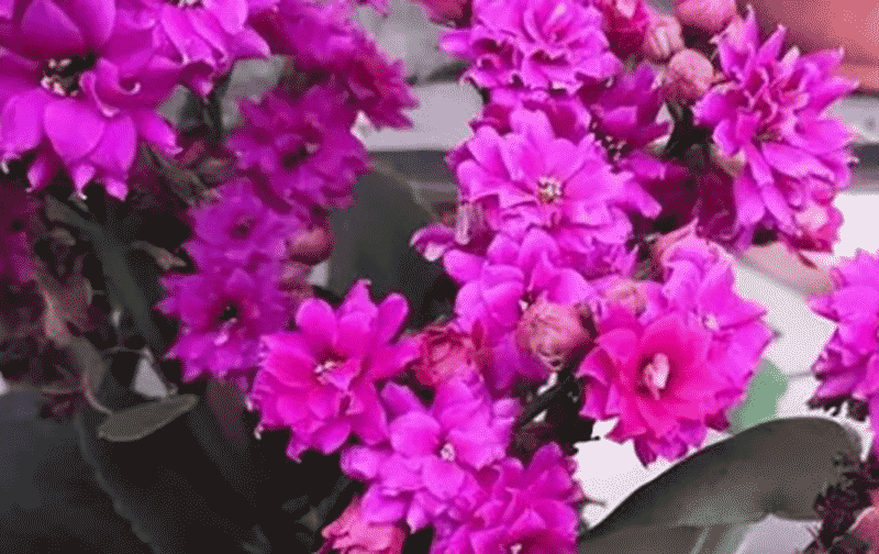 长寿花怎么养？从土壤选择、四季浇水方法到光照温度管理及摘心打顶技术大全