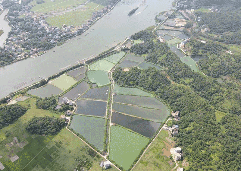 防城区：水产养殖带动乡村振兴，鱼苗产业蓬勃发展