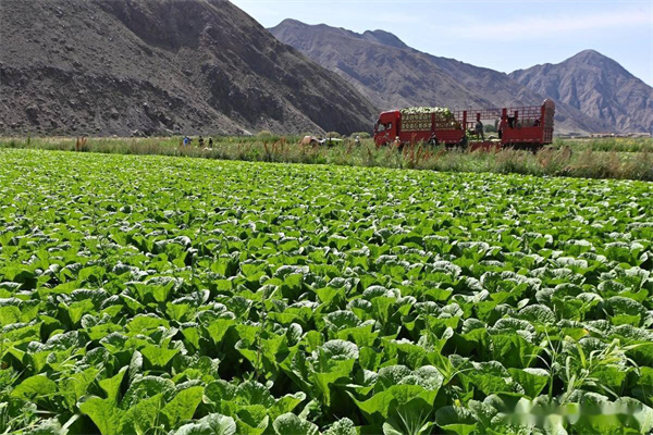 “立秋栽白菜”后如何施肥?记住苗期1%、莲座期30%、包心期70%的黄金定律