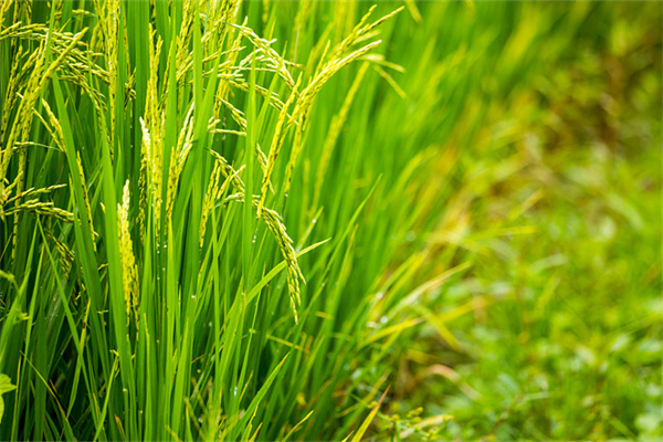 水稻灌浆期千万别早断水,科学管理这样做