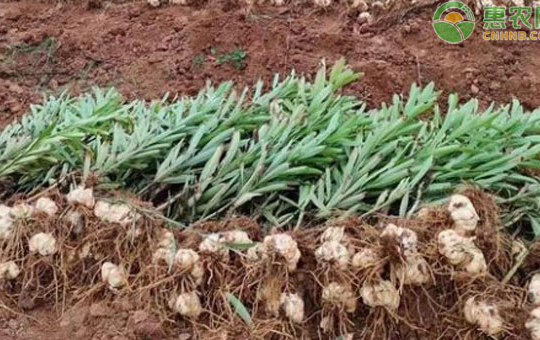 食用百合怎么种?选种 3-5 厘米种球、春秋播种及病虫害防治技术详解