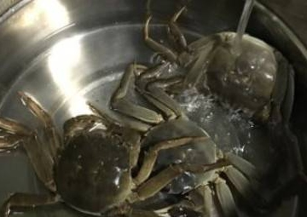 大闸蟹吐泡泡是否异常?从行为表现、水质指标到鳃部健康的全面判断指南