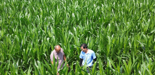 肥城农业科技赋能成果显著：良种培育 + 智能农机让亩产大幅提升