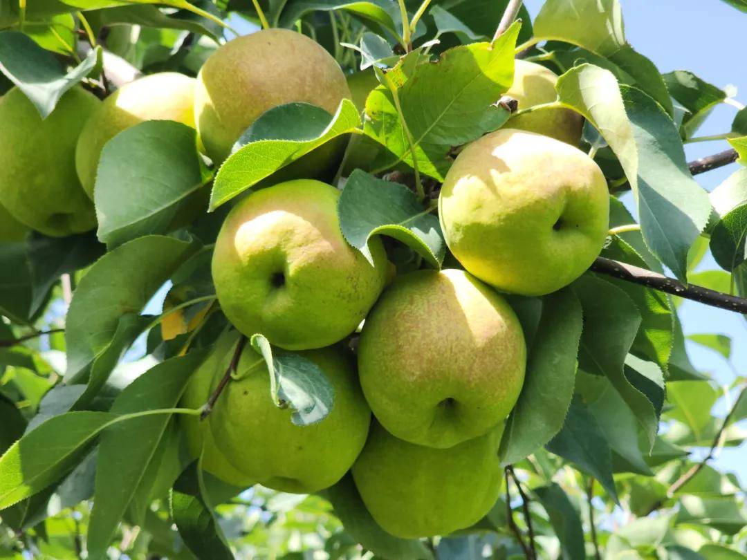 库尔勒香梨火爆出圈！90%城市热卖，每亩收入翻倍，背后秘诀揭秘