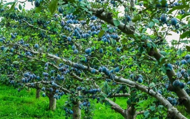 八里庄村的"梅"好时光：紫红西梅串起的丰收与日子