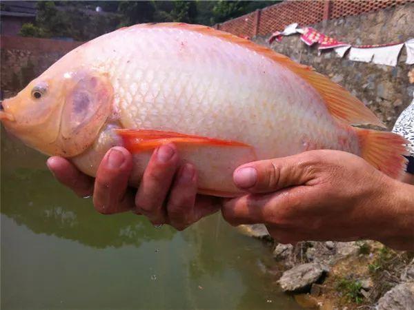 红罗非鱼如何让村庄翻身?南方水产养殖致富路与农户增收实践