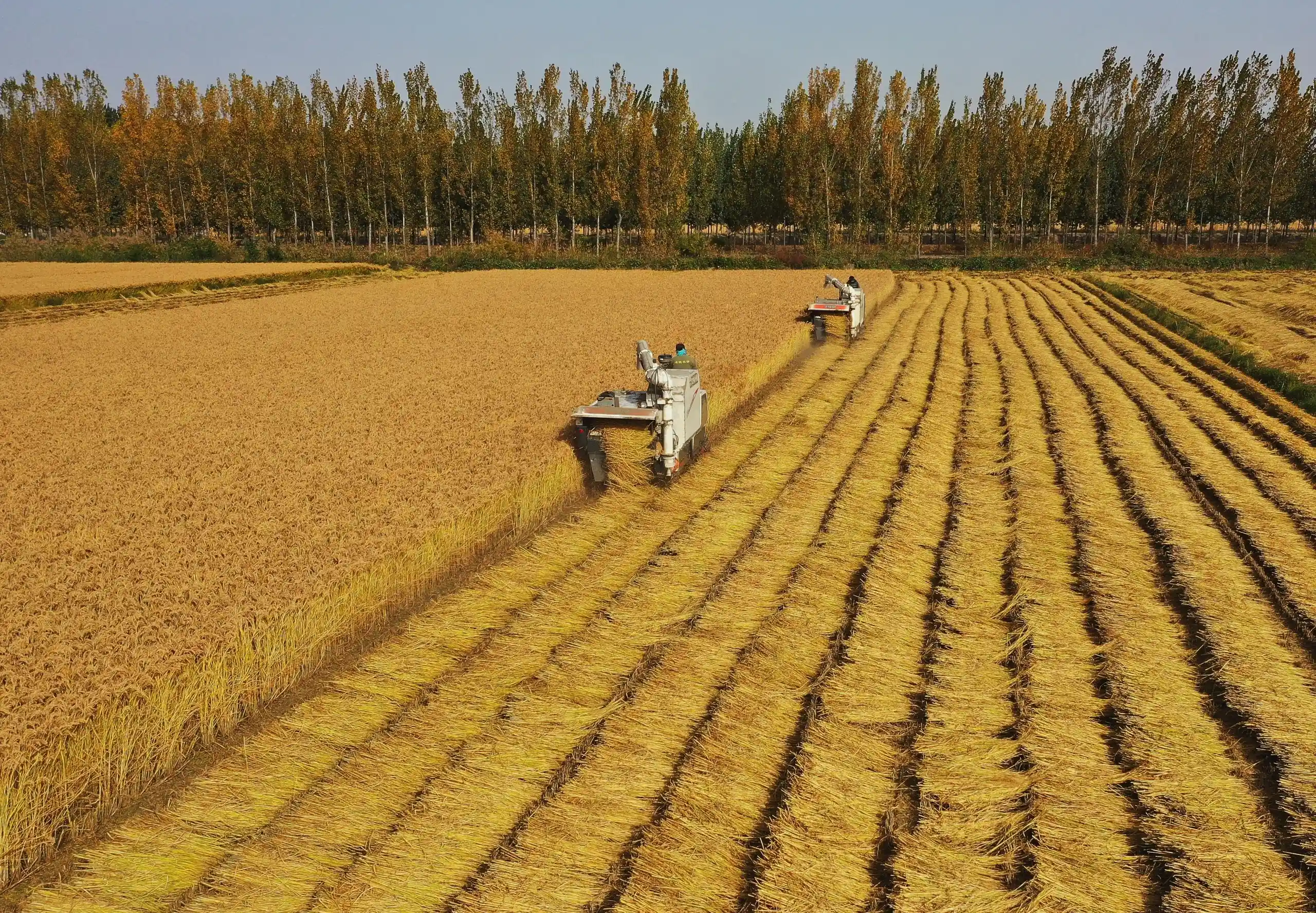 河北省全力抗灾保秋粮丰收