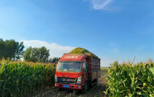 瓦店镇秸秆饲料化新路径:从 “生态包袱” 到 “绿色财富” 驱动南阳农业循环与乡村振兴