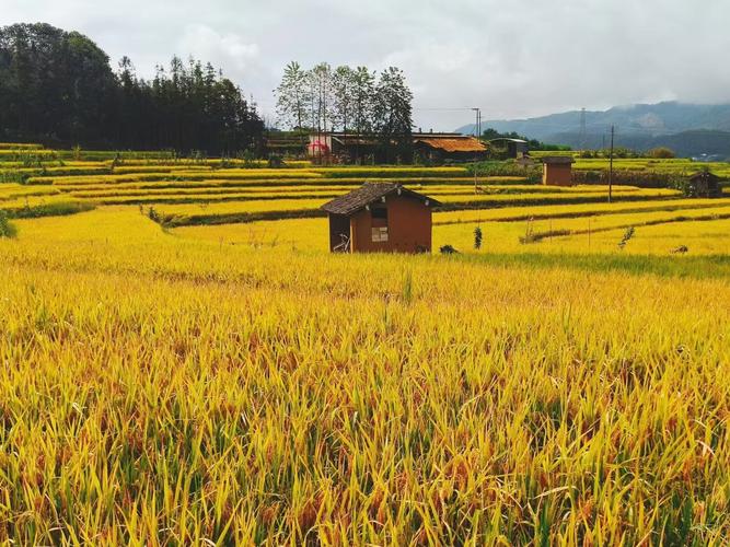 北京市2025年政策性农业保险：关键要点与实用信息