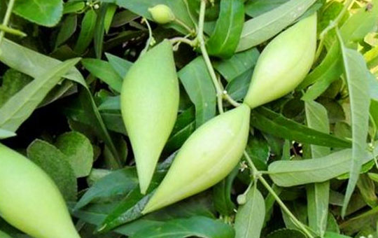 2025农村种养殖选对品类:不愁卖还能多赚钱