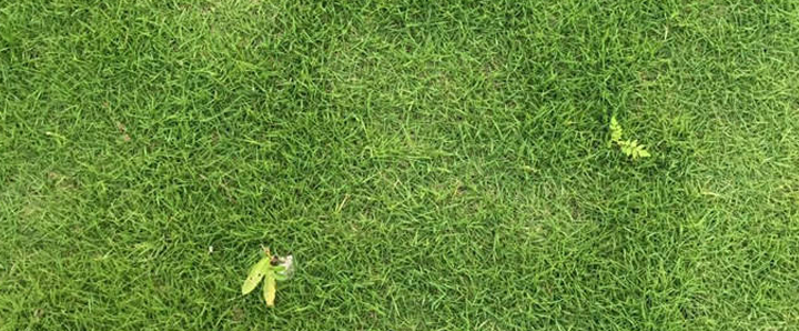 牧草种植指南：选择品种与科学种植